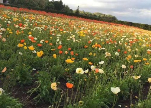 北海道9天觀光行程線路