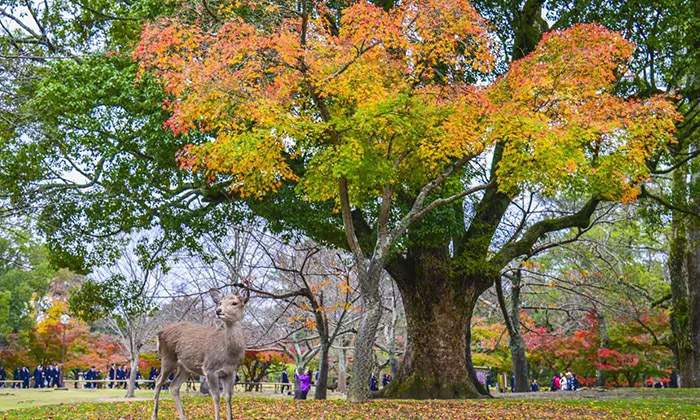 奈良公園 奈良公園