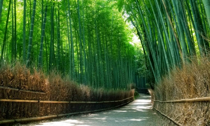 京都嵐山竹林 京都嵐山竹林