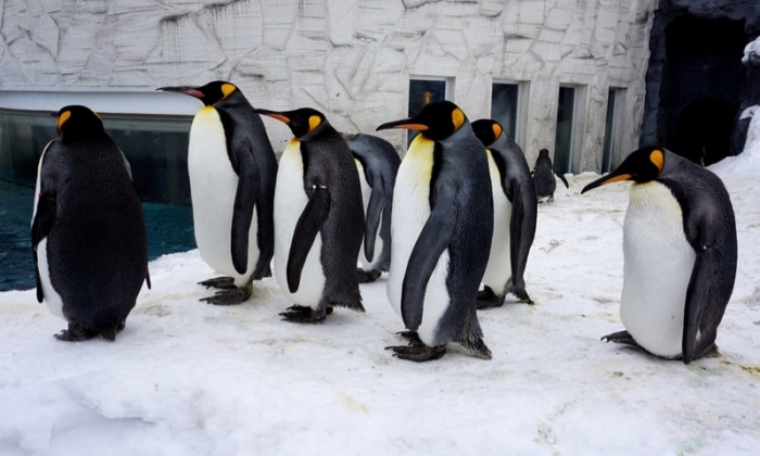 旭山動物園
