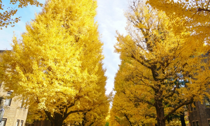 北海道大學銀杏街（Gingko Avenue）