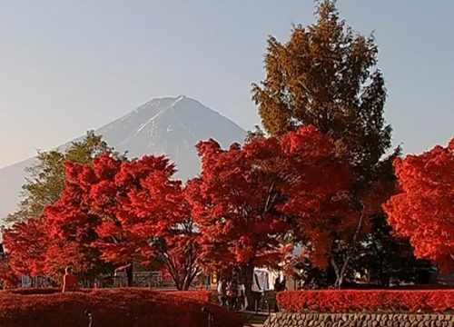 河口湖楓葉迴廊