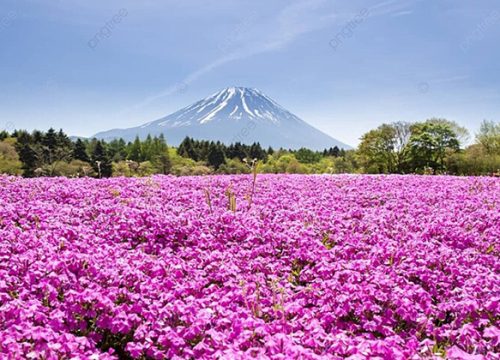 富士芝櫻祭