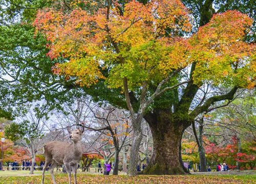 奈良公園