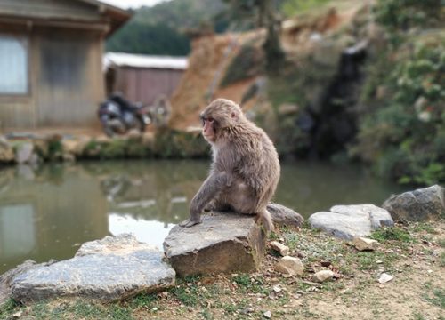 嵐山猴子公園