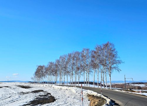 北海道七星之樹