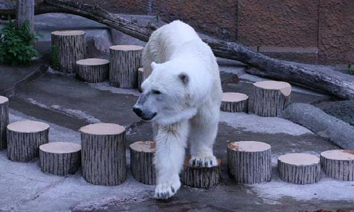 圓山動物園北極熊