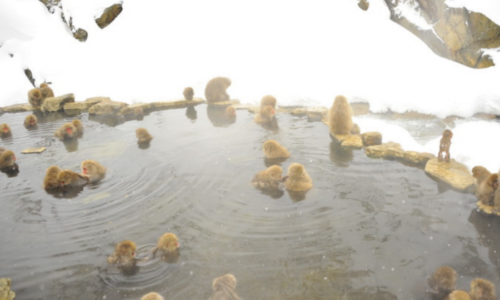 地獄谷野猿公苑 地獄谷野猿公苑