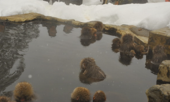 地獄谷野猿公苑 地獄谷野猿公苑